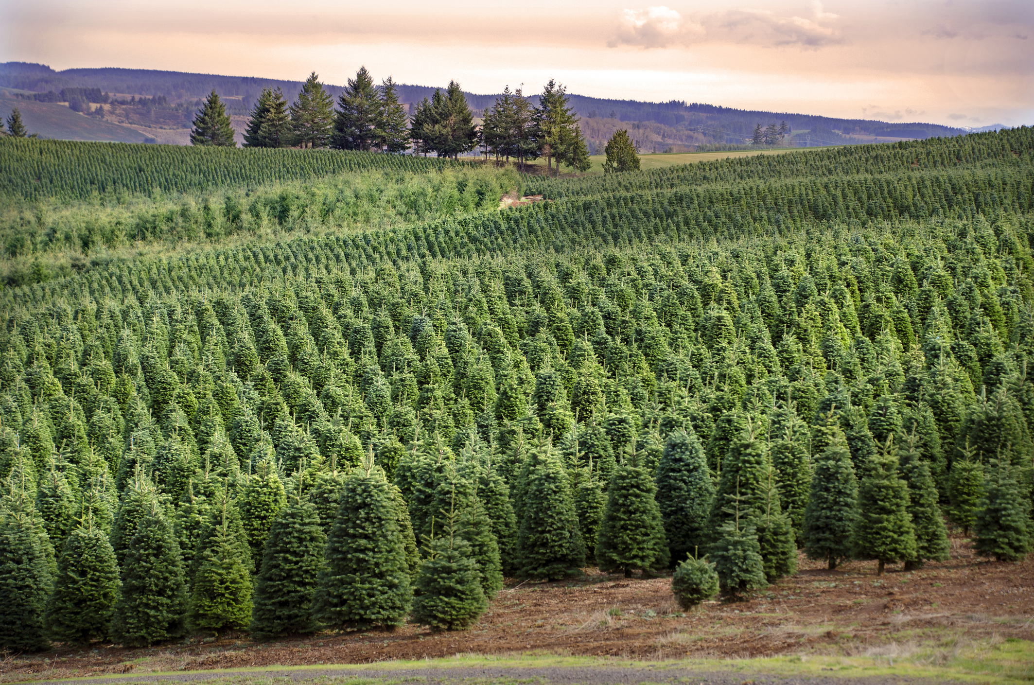 McKenzie Farms · America Grows Christmas Here